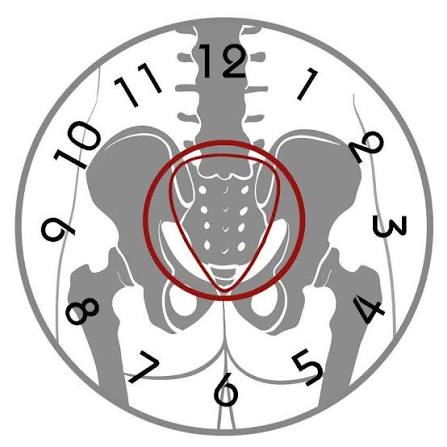 Pelvic Clock US Promo Codes